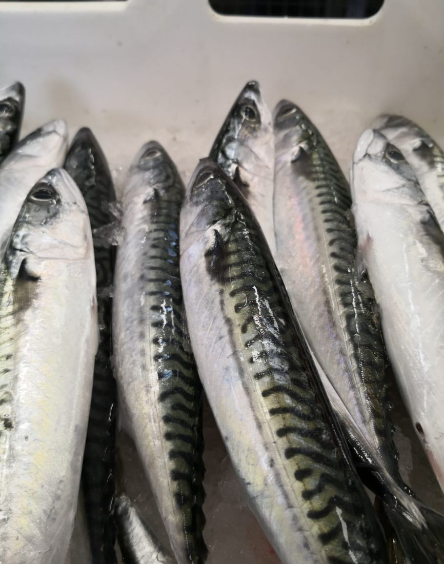 Cavalla