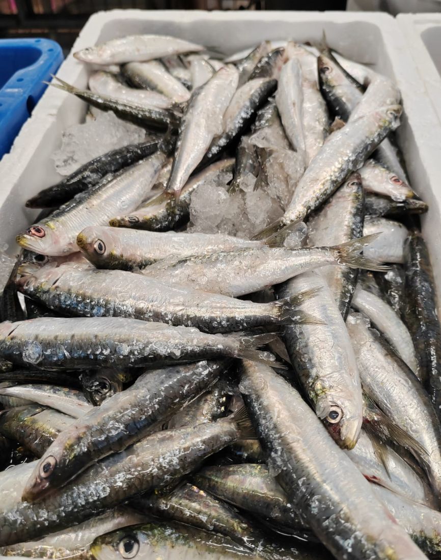 Sardina de costa