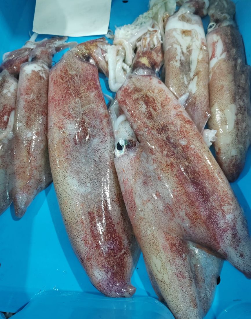 Calamar de Platja