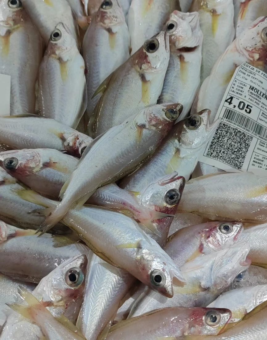 Mollera